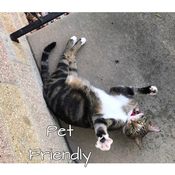 Pet Friendly and Smoke Free Home😻 - Picture 2 of 5